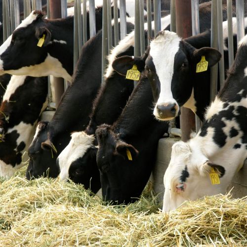 تأثیر دی کلسیم فسفات (DCP) به عنوان مکمل خوراک در پرورش گاو